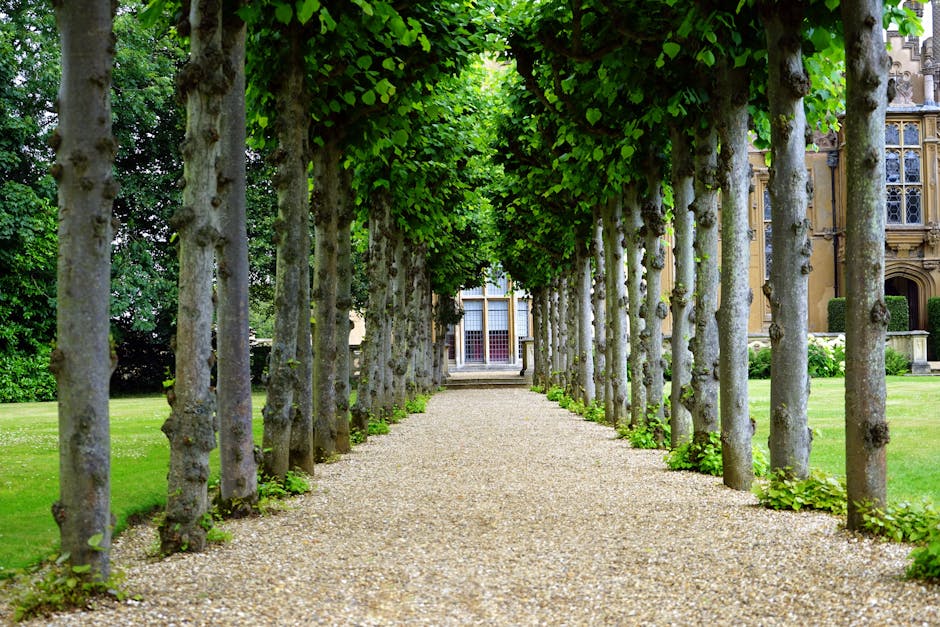 A straight gravel pathway leading through a garden area, bordered by evenly spaced trees with gnarled trunks and lush green foliage forming a canopy overhead. On the right side of the pathway, the façade of a historic building with ornate windows and stone detailing is partially visible, suggesting a residential or institutional property. The scene is illuminated by natural daylight, highlighting the vibrant greenery and the textures of the tree bark. This outdoor setting reflects the environment where a household move might commence, with the garden pathway potentially serving as an access route for furniture and packed boxes being transported during a home relocation or furniture transport operation, possibly coordinated by Man with Van Old Malden as part of their removals service in the area.